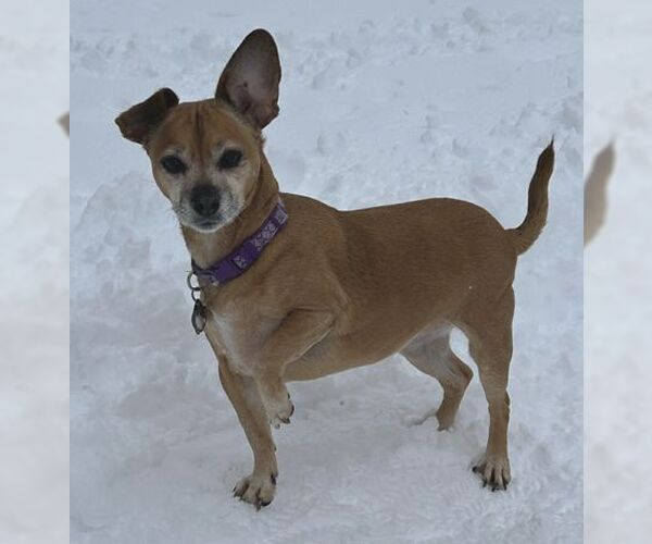 Medium Photo #2 Daug Puppy For Sale in Boonton, NJ, USA