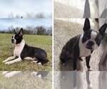 Small Photo #1 Boston Terrier Puppy For Sale in AIKEN, SC, USA