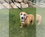 Small #2 American Pit Bull Terrier Mix