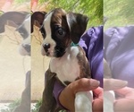Puppy Puppy 8 Boxer