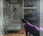Small #6 American Staffordshire Terrier Mix