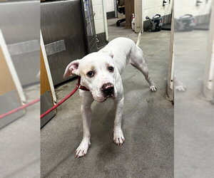 American Bulldog Dogs for adoption in Forestville, MD, USA