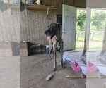 Small #2 Great Dane