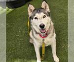 Small #1 Siberian Husky Mix