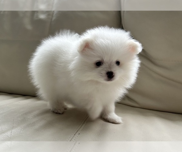 Medium Photo #17 Pomeranian Puppy For Sale in DES MOINES, WA, USA