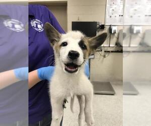 Labrador Retriever-Unknown Mix Dogs for adoption in Conroe, TX, USA