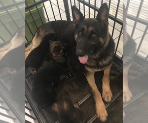 Mother of the German Shepherd Dog puppies born on 12/27/2019