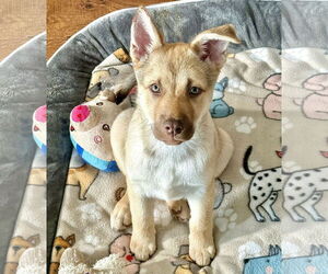 Siberian Husky-Unknown Mix Dogs for adoption in Denton, TX, USA