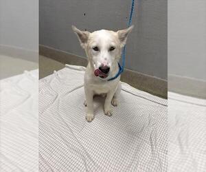 Siberian Husky-Unknown Mix Dogs for adoption in Las Vegas, NV, USA