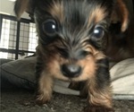 Small Photo #5 Yorkshire Terrier Puppy For Sale in KISSIMMEE, FL, USA
