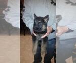 Small Photo #4 German Shepherd Dog Puppy For Sale in ELBERTON, GA, USA