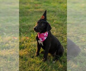 Zelda - Female Great Dane Dog for Adoption - Photo #3