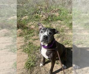 American Pit Bull Terrier Dogs for adoption in Santa Maria, CA, USA