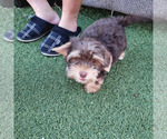 Small #6 Shorkie Tzu