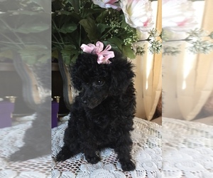 Poodle (Toy) Puppy for sale in BETHALTO, IL, USA