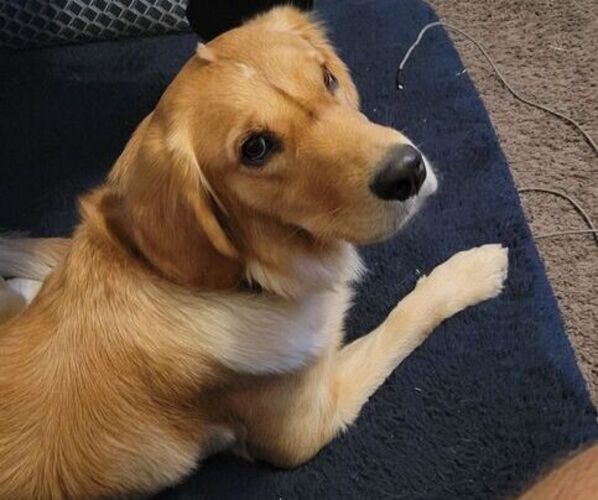 Medium Photo #1 Golden Retriever Puppy For Sale in LANCASTER, CA, USA