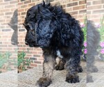 Small #8 Aussiedoodle