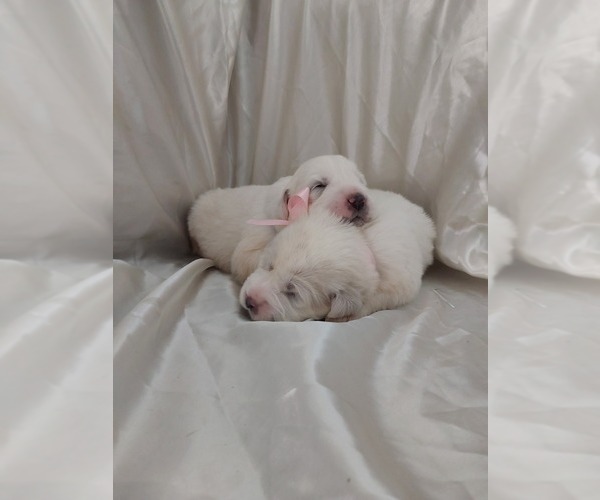 Medium Photo #3 Great Pyrenees Puppy For Sale in BEE SPRING, KY, USA
