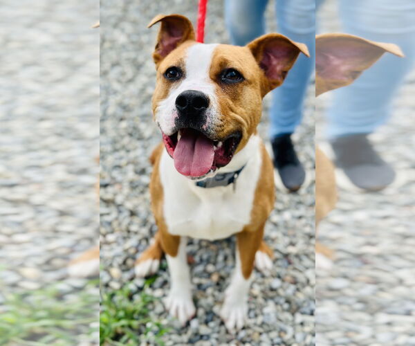 Medium Photo #3 American Pit Bull Terrier-Unknown Mix Puppy For Sale in Jackson , NJ, USA