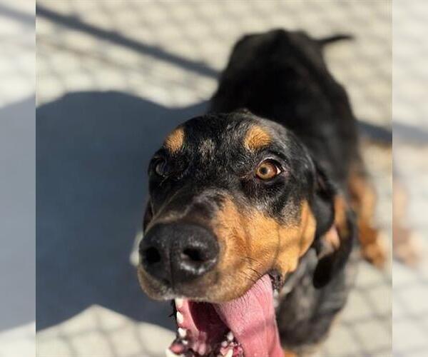 Medium Photo #1 Black and Tan Coonhound-Unknown Mix Puppy For Sale in Tulsa, OK, USA