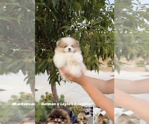 Pomeranian Puppy for sale in EASTVALE, CA, USA