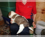 Small Photo #3 Saint Bernard Puppy For Sale in IMPERIAL, MO, USA