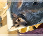 Small #2 Huskies  Mix