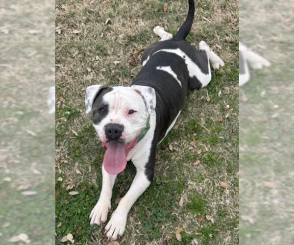 Medium Photo #1 Mutt Puppy For Sale in Texas City, TX, USA