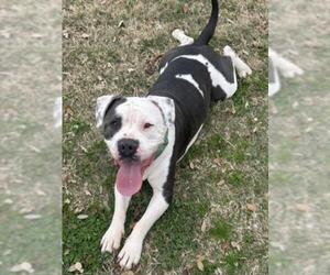 Mutt Dogs for adoption in Texas City, TX, USA