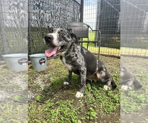 Medium Photo #1 Catahoula Leopard Dog-Unknown Mix Puppy For Sale in Abbeville, LA, USA