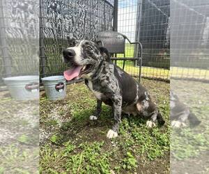 Catahoula Leopard Dog-Unknown Mix Dogs for adoption in Abbeville, LA, USA