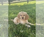 Small #1 Cocker Spaniel