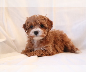 Cavalier King Charles Spaniel-Poodle (Toy) Mix Dog for Adoption in SHILOH, Ohio USA