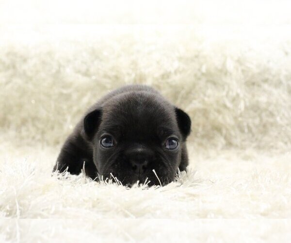 Medium Photo #1 French Bulldog Puppy For Sale in DANVILLE, CA, USA
