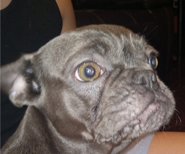 Medium Photo #1 French Bulldog Puppy For Sale in CHICAGO, IL, USA