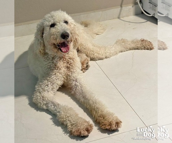 Medium Photo #2 Poodle (Standard)-Unknown Mix Puppy For Sale in Washington, DC, USA