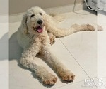 Small #1 Poodle (Standard) Mix