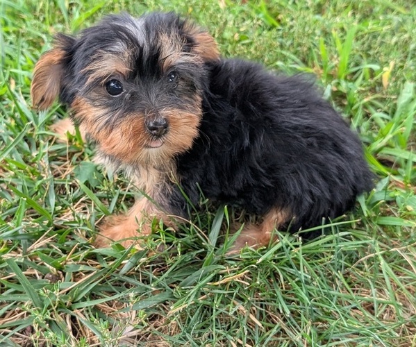 Medium Photo #11 Yorkshire Terrier Puppy For Sale in GOSHEN, IN, USA