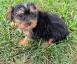 Small #10 Yorkshire Terrier