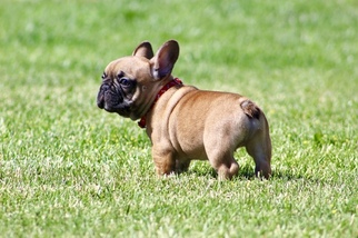 French Bulldog Puppy for sale in TOPPENISH, WA, USA