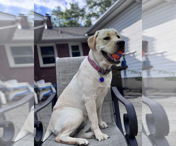 Medium Photo #3 Mastador Puppy For Sale in Bethesda, MD, USA
