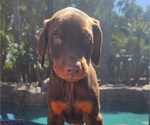 Small Photo #1 Doberman Pinscher Puppy For Sale in RIVERSIDE, CA, USA