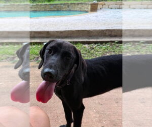 Great Dane Dogs for adoption in Bullard, TX, USA