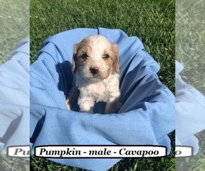 Cavapoo Puppy for sale in HOPKINSVILLE, KY, USA