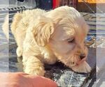 Small #2 Maltipoo