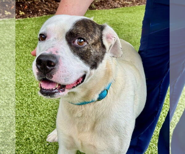 Medium Photo #2 Mutt Puppy For Sale in Hilton Head, SC, USA