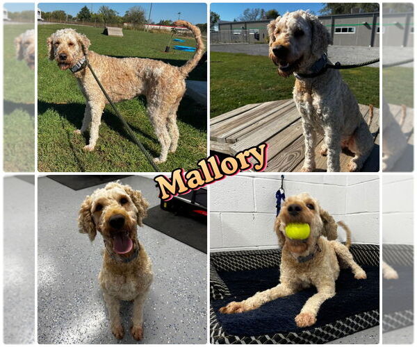 Medium Photo #1 Mutt Puppy For Sale in Pierceton , IN, USA