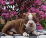 Small #1 Boston Terrier