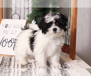 Zuchon Puppy for sale in NAPLES, FL, USA