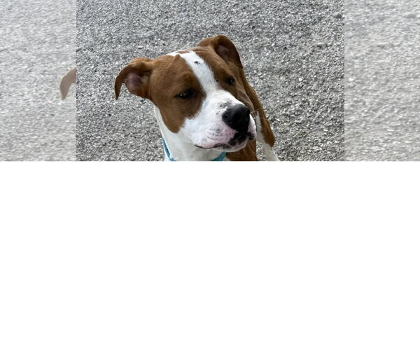 Medium Photo #3 Boxer-Unknown Mix Puppy For Sale in Evansville, IN, USA